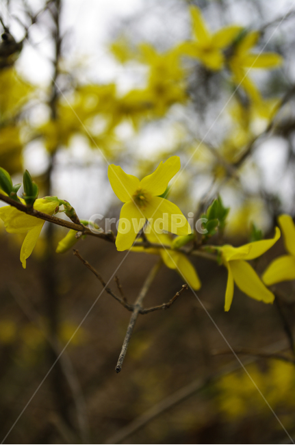 개나리,식물,plant,자연,nature,꽃,flower,봄,spring,계절,봄,계절,spring,season,식물,자연,plants,nature,꽃,flower,blossom