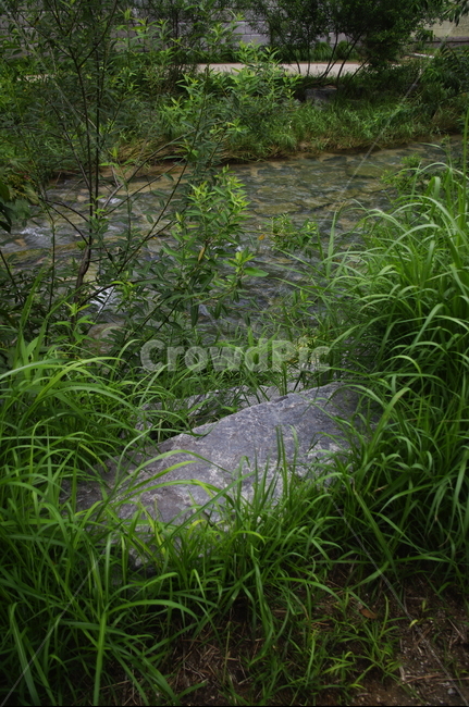 초록,잎,식물,plant,자연,nature,냇가,강,청계천,바위,자연,풍경,nature,landscape,grass,잔디,land,땅,outdoors,옥외