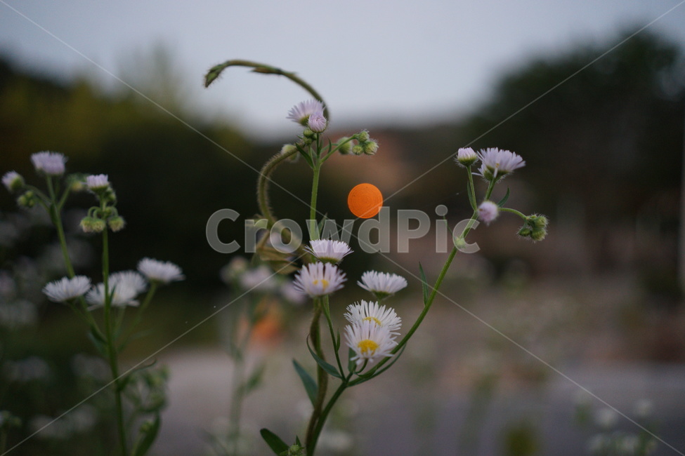 꽃,흰꽃,캐모마일,카모마일,plant,식물,식물,자연,plants,nature,꽃,flower