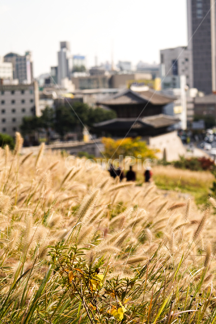 plant,식물,강아지풀,afoxtail,setariaviridis,동대문,흥인지문,가을,계절,fall,autumn,season