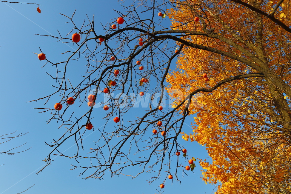 가을,계절,자연,나무,풍경,가을,계절,fall,autumn,season,식물,자연,plants,nature,나무,trees,wood,과일,열매,fruit,plant,food,음식