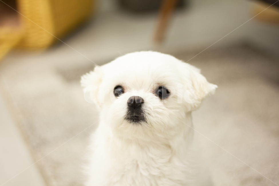 animal,동물,pet,dog,개,puppy,강아지,말티즈,maltese,동물,animal,포유류,mammal,개,강아지,dog,doggy