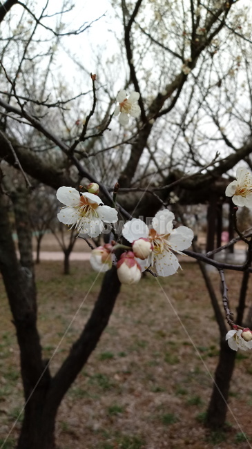 자연,식물,나무,tree,옥외,outdoors,nature,벚꽃,꽃