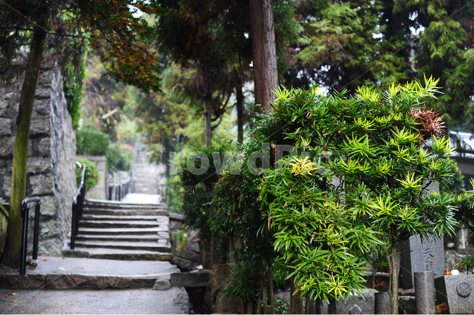 일본,혼슈,오노미치,골목길,계단,봄비,초록,식물,자연,plants,nature