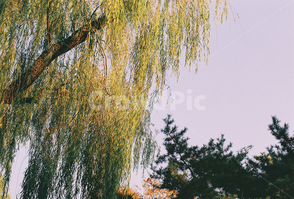 나무,버드나무,숲,공원,tree,식물,plant,자연,nature,willow,trees,woods,park,식물,자연,plants,nature,나무,trees,wood