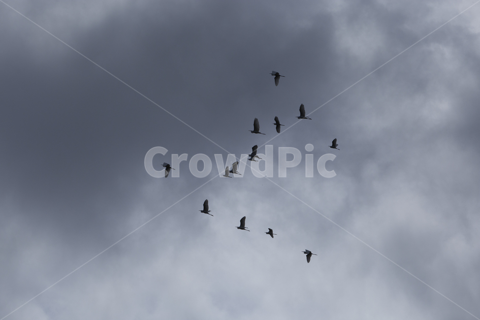 새,새떼,구름,하늘,흐림,조류,동물,cloud,birds,sky,animal,동물,animal,조류,새,birds
