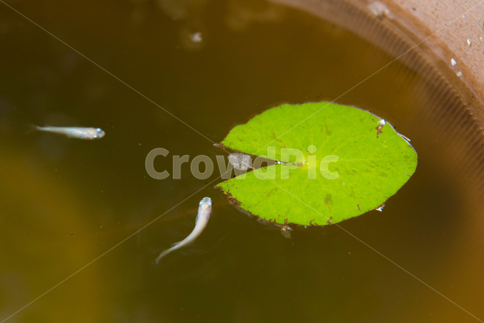 물고기,연못,동물,fish,송사리