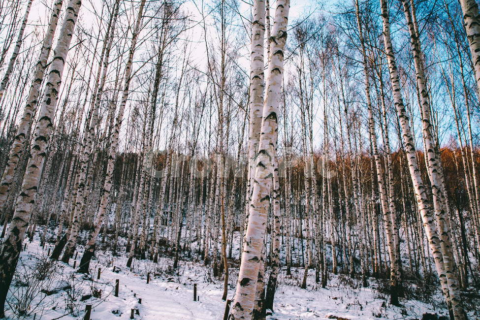 설경,눈풍경,자작나무숲,인제,자작나무,풍경,풍경사진,여행사진,여행,자연,nature,landscape,식물,plants,나무,trees,wood,흑백,모노톤,monochrome,blackandwhite,감성,한국자연풍경,한국자연경관,koreanlandscape,눈꽃,원대리,배경,백그라운드,snow,겨울,계절,winter,season,자연,풍경,nature,landscape,식물,plants,나무,trees,wood,tree,plant