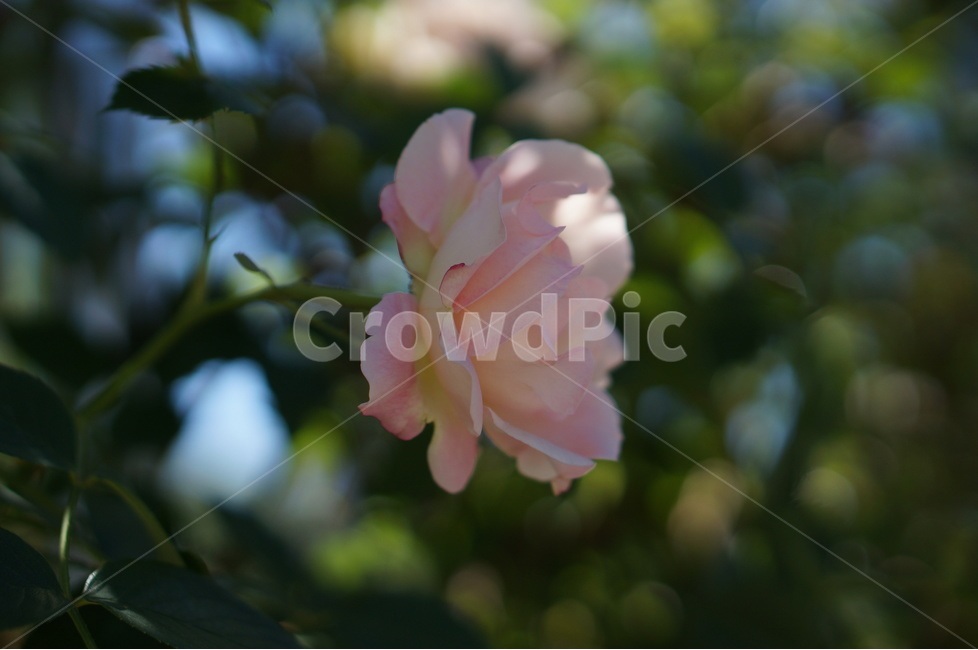 장미,5월,핑크,풍경,꽃,빛,식물,자연,plants,nature,꽃,flower