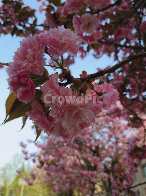 꽃,봄,분홍,blossom,plant,식물,자연,plants,nature,꽃,flower