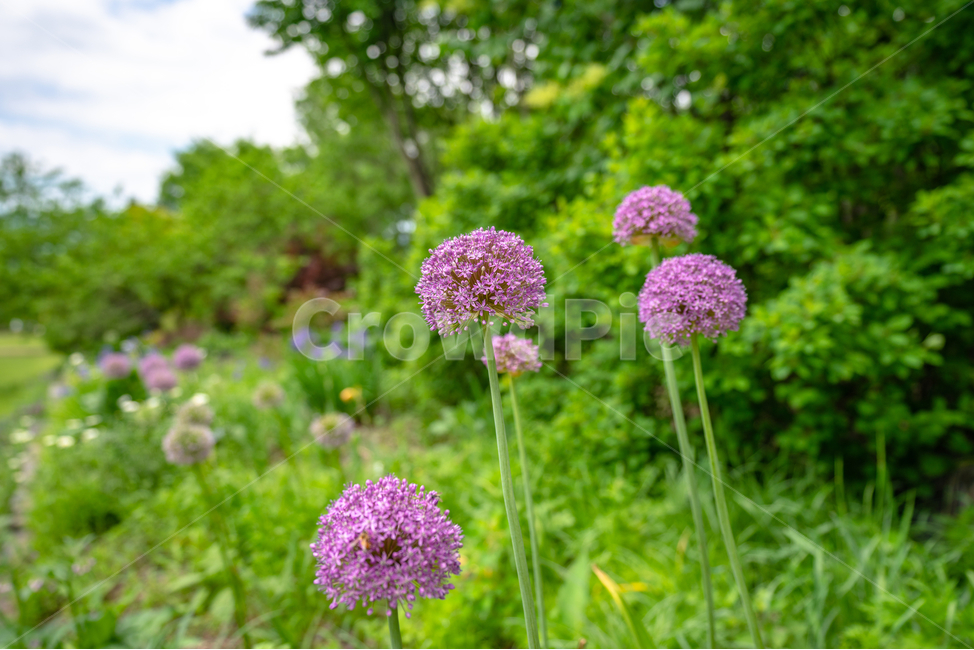 꽃,자연,식물,flower,natural,plant,식물,자연,plants,nature,꽃,flower