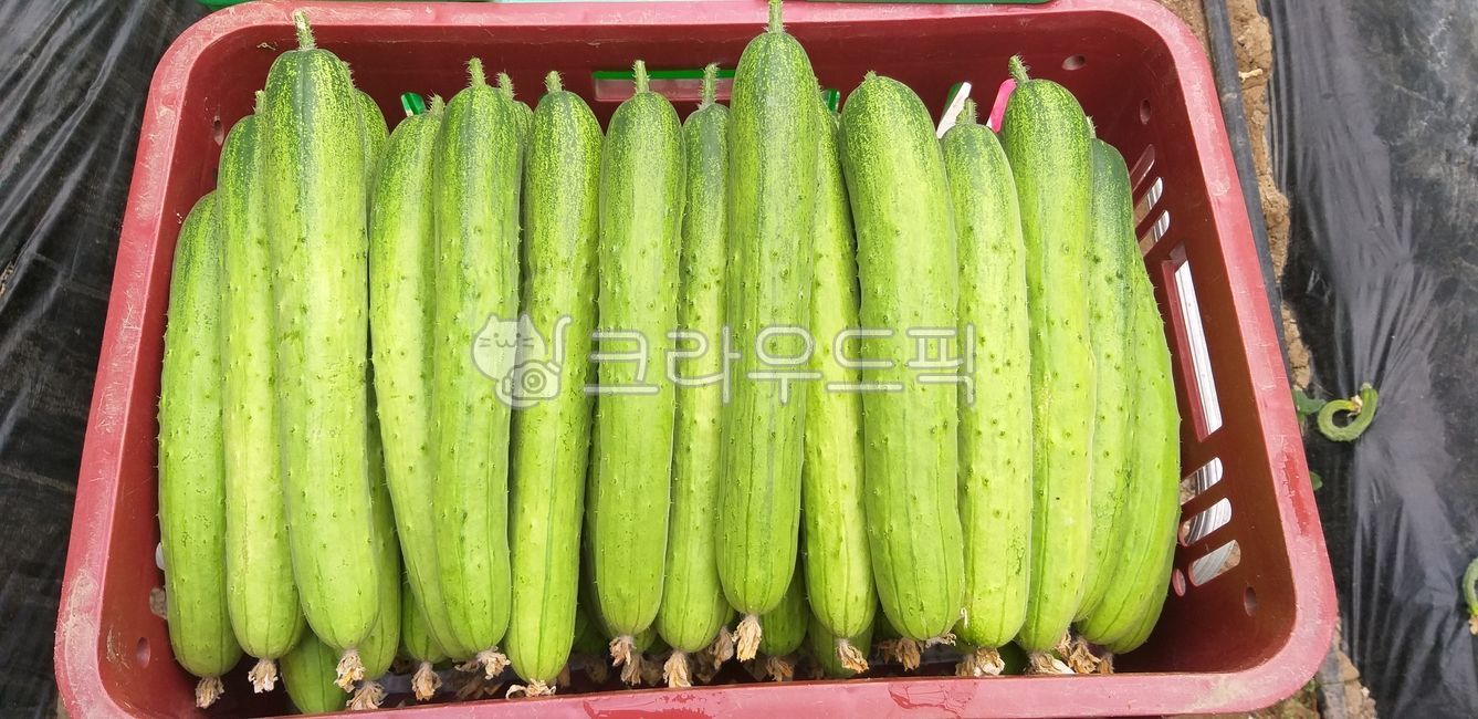 오이,오이냉국,오이무침,오이장아치,오이피클