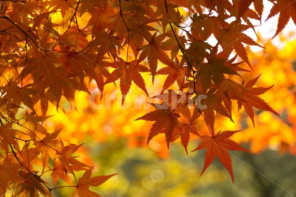 식물,tree,plant,단풍,나무,가을,계절,fall,autumn,season,leaf,잎,maple