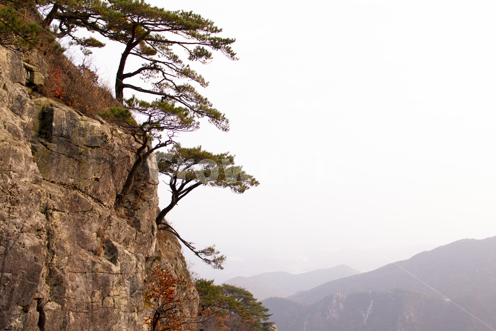 자연,낭떠러지,nature,outdoors,나무,소나무,절벽,가파른,극적인,매달린,돌,돌틈,tree,단풍,자연,풍경,nature,landscape