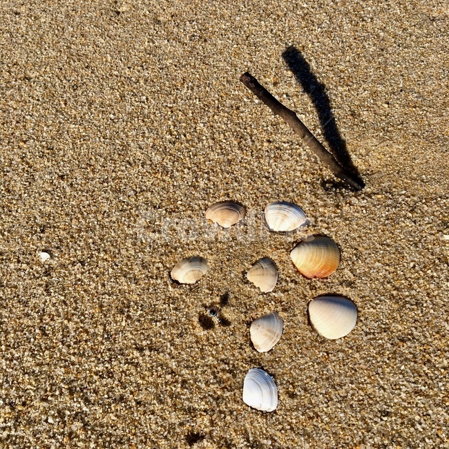 바다,모래,조개,바닷가,나뭇가지,해변,바다,beach,sea