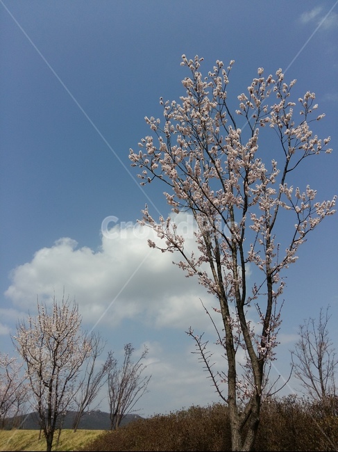 흰구름,파랑하늘,봄,벗꽃,핑크,봄바람,맑음,봄,계절,spring,season,자연,풍경,nature,landscape,식물,plants,나무,trees,wood