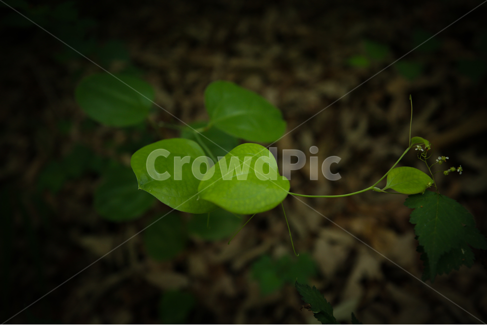 식물,한약재,한약,풀,한의원,식물,자연,plants,nature