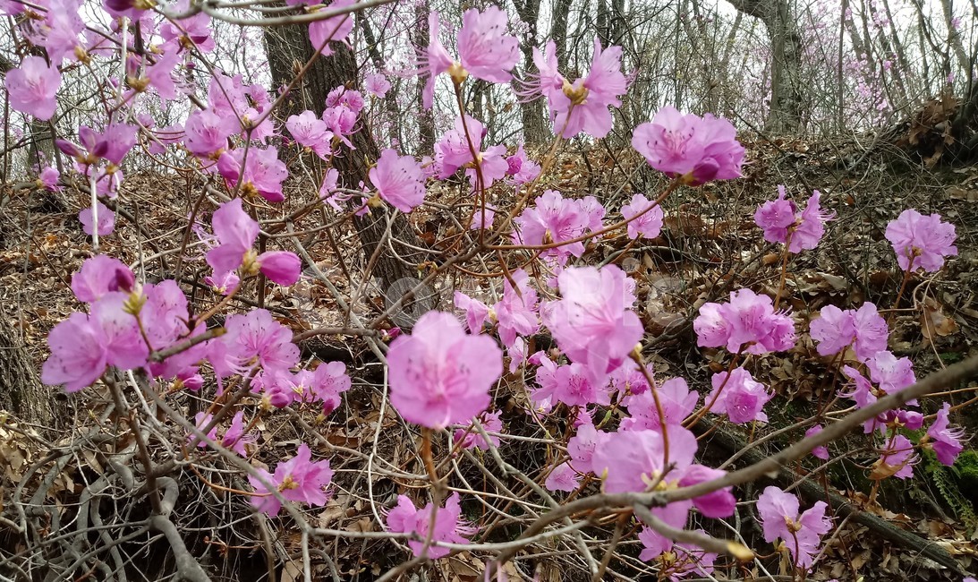 koreanrosebay,杜鵑花,진달래,참꽃,낙엽관목,분홍색꽃