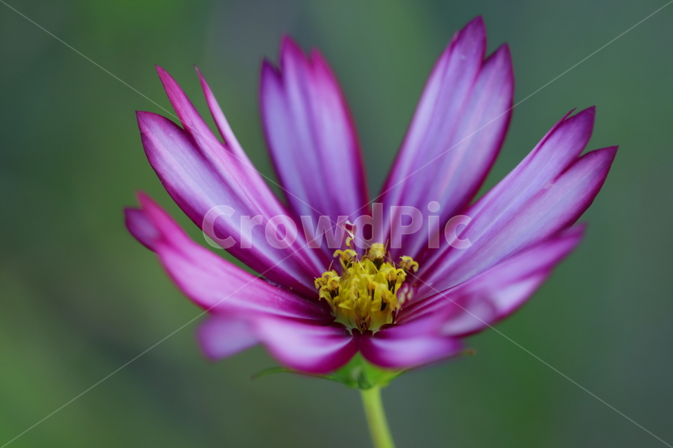 코스모스,꽃,식물,flower,plant,cosmos,식물,자연,plants,nature,꽃,flower