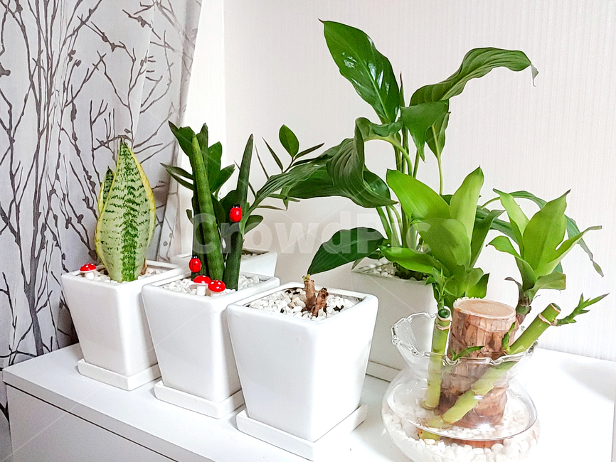 plant,식물,가정,가정집,공기정화,산세베리아,시투키,행운목,화분