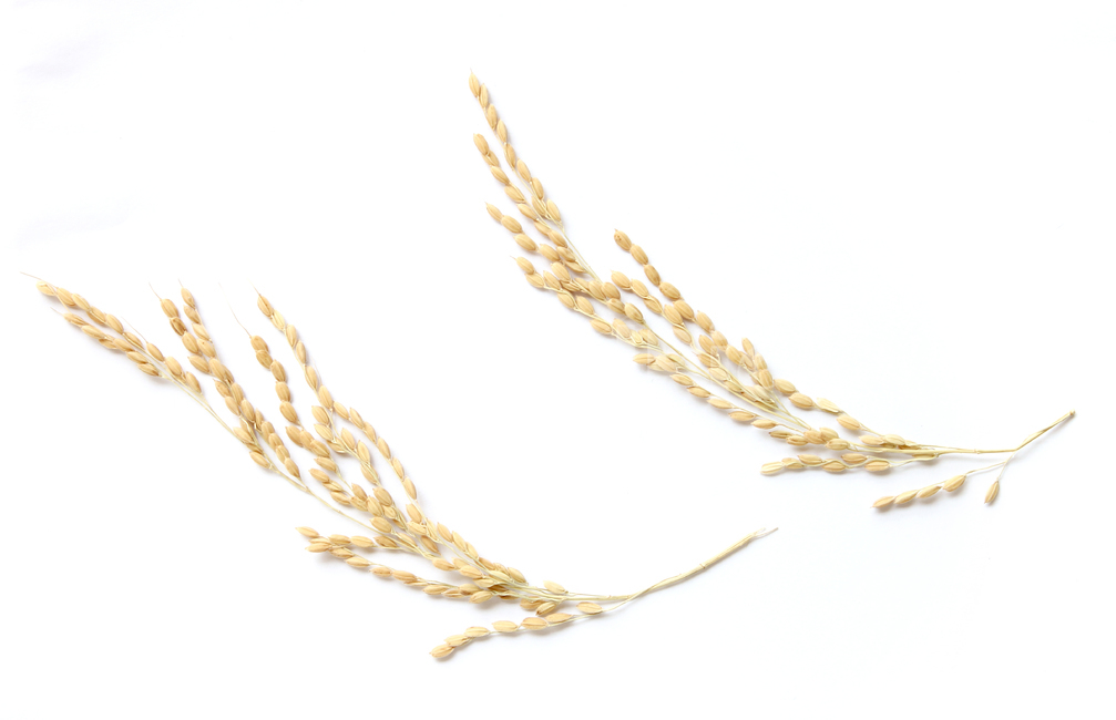 쌀,벼,곡식,곡물,음식,식재료,요리,곡류,rice,cereal,dry,ear,farming,food,gold,grain,harvest,isolated,korea,meal,nutrition,organic,plant,seed,yellow,cook,곡류,곡식,cereals,누끼,remove background