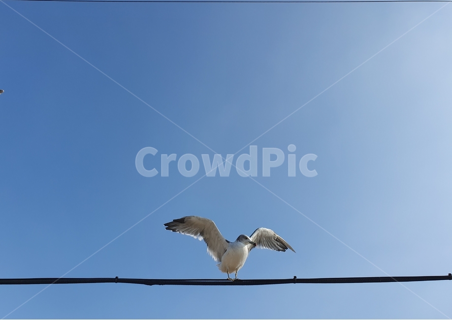갈매기,animal,새,bird,하늘,파란,동물,동물,animal,조류,새,birds