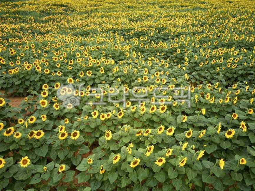 해바라기,여름,꽃밭,해바라기밭,드론촬영,항공촬영,꽃,플라워,노란색,노랑색,풍경,경치,자연,야외,실외,청색,꽃잎,만개,녹색,초록색,그린,잎,이파리,잎사귀,관광지,관광명소,해남해바라기농장,sunflower,summer,flowergarden,sunflowerfield,droneshooting,aerialshooting,flower,yellow,landscape,nature,outdoor,petals,fullbloom,green,leaf,touristattractions,sunflowerfarm,field,plant,식물,들,식물,자연,plants,nature,꽃,flower