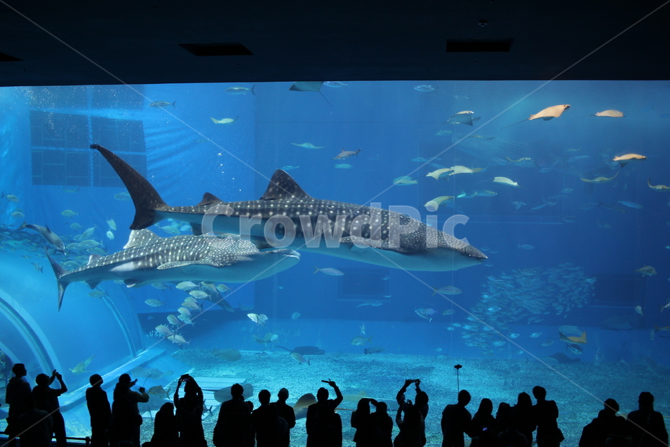수족관,물고기,고래,상어,바다물고기,동물,animal,어류,물고기,fish,사람들,대중,군중,other people,crowd