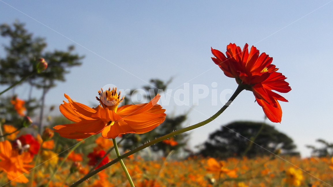꽃,황화코스모스,나무,하늘,주황색,가을,계절,fall,autumn,season,식물,자연,plants,nature,꽃,flower,plant
