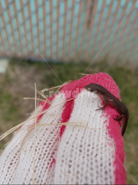 도마뱀,장지도마뱀,손,들판,귀여운,작은,파충류,양서류,reptile,amphibian