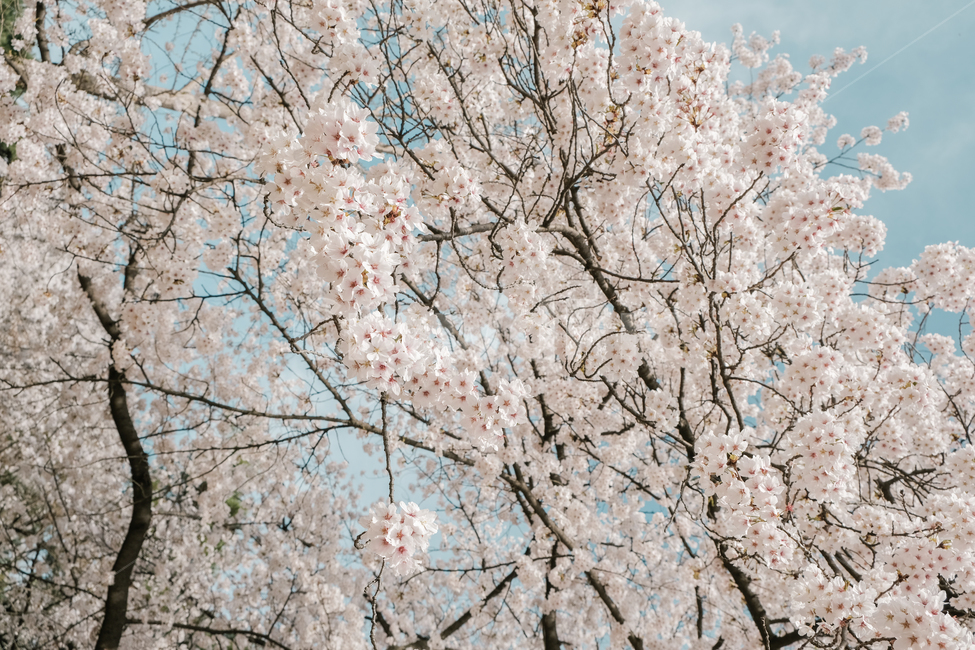 cherry blossom tree,spring,Cherry Blossom,nature,season