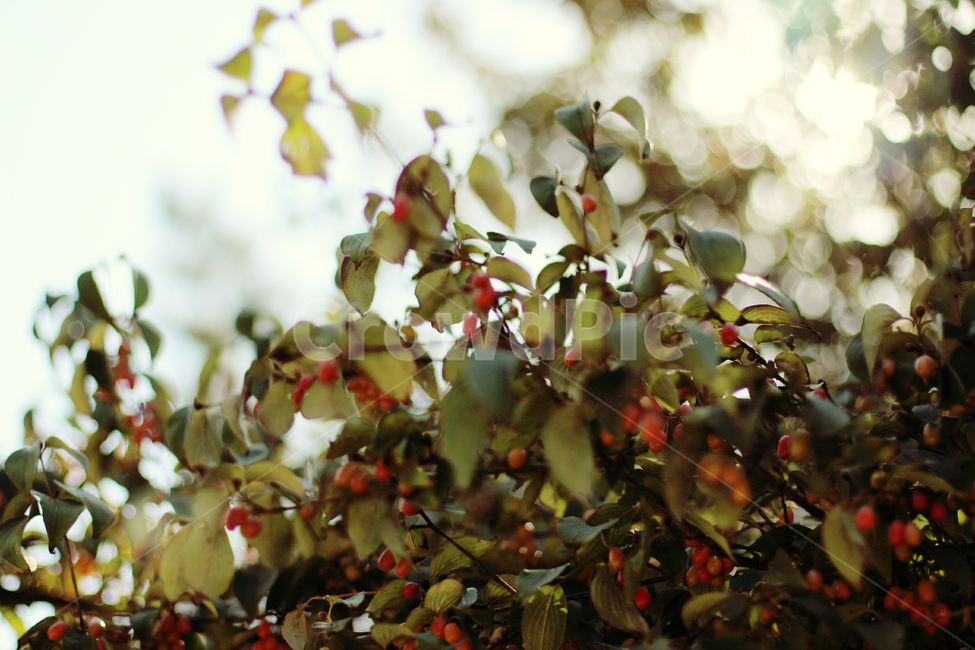 가을,대추열매,감성사진,자연,풍경,식물,자연,plants,nature,과일,열매,fruit