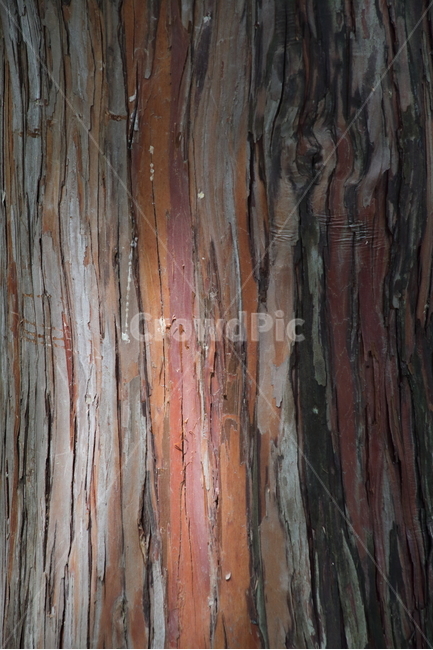편백나무,껍질,식물,japanesefalsecypress,bark,나무껍질,수피