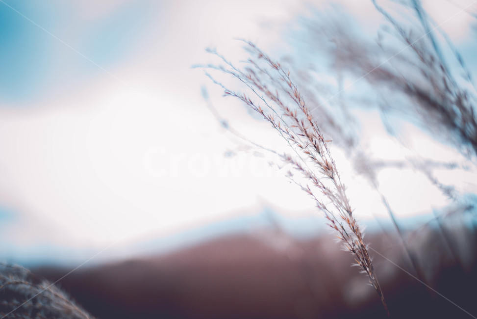 grass,plant,식물,lawn,잔디,갈대,자연,풍경,nature,landscape