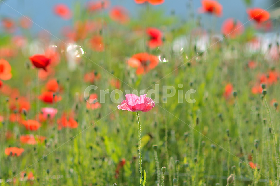 꽃,양귀비,양귀비꽃,식물,자연,식물,자연,plants,nature,꽃,flower