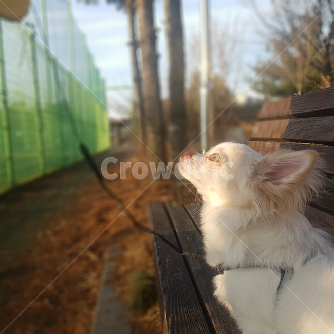 개,장모치와와,치와와,dog,공원벤치,parkbench,동물,animal,포유류,mammal,개,강아지,dog,doggy