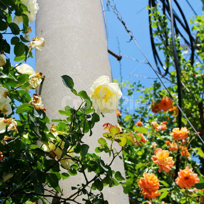 감성사진,자연,하늘,꽃,장미,색감,보정,flower,sky,summer,nature,식물,자연,plants,nature,꽃,flower