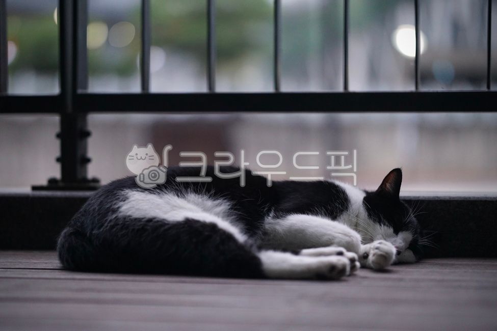 daybreak,night,sleep,Pets,stray cat,mammal,cat,animal,mammalia,pet