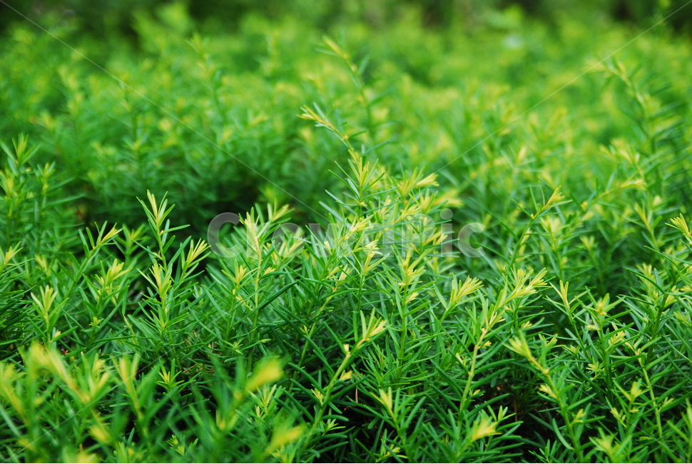 꽃,green,plant,식물,허브,공기정화,식물,자연,plants,nature