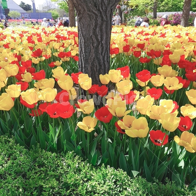 꽃,flower,튤립,꽃밭,화창
