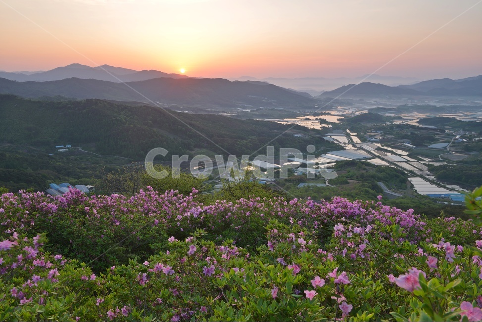 plant,식물,blossom,전북,남원,봉화산,봉화산철쭉제,철쭉,철뚝꽃,철뚝제,봉화산아침,여명,일출,해돋이,flower,꽃,flare,플레어,light,빛,sunlight,햇빛,자연,outdoors,옥외,mountain,산,mountainrange,산맥,slope,경사