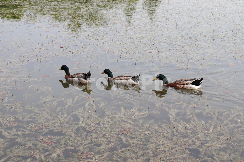 청둥오리,bird,새,duck,오리,animal,동물,물새,오리가족,조류,새,birds