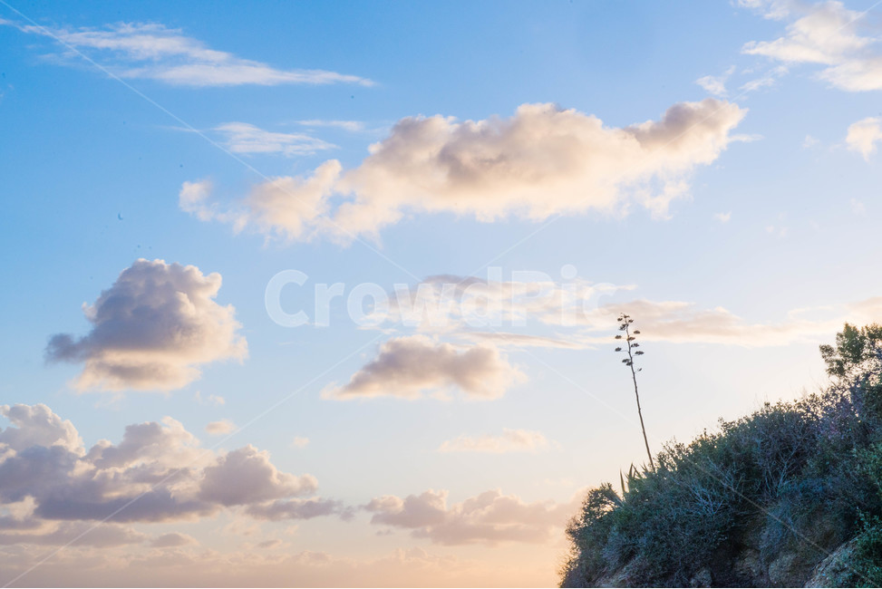 미국,하늘,나무,노을,구름,자연,풍경,nature,landscape,outdoors,옥외