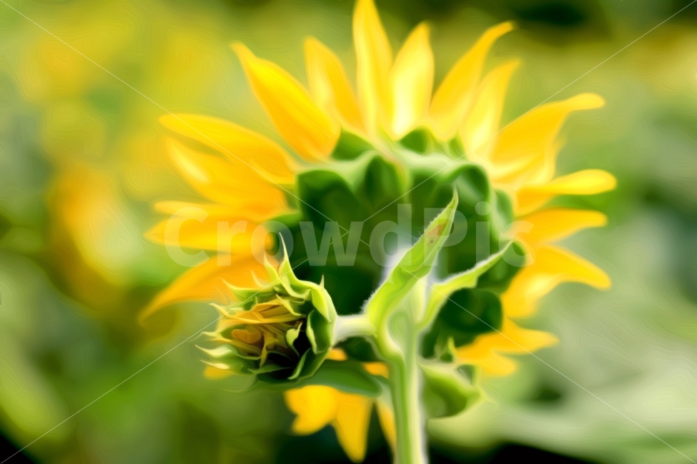 해바라기,꽃,풍경,프로덕션명주,김명주,여름,계절,summer,season,식물,자연,plants,nature,꽃,flower,plant,blossom