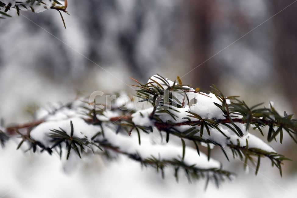 겨울,풍경,한라산,눈,겨울산,눈꽃,제주도,상고대,나무,서리,겨울,계절,winter,season,식물,자연,plants,nature