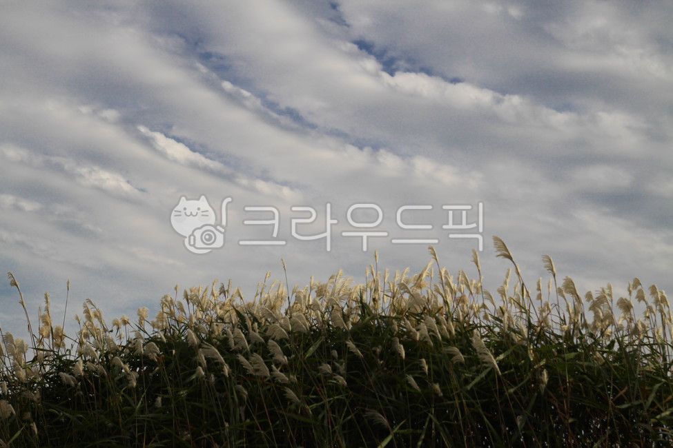 grass, 식물, lawn, 잔디, 갈대, 사진,이미지,일러스트,캘리그라피 - studio H작가