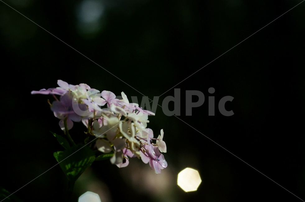 수국,꽃,보케,아웃포커싱,자연,outoffocus,nature,bokeh,감성,flower,식물,자연,plants,nature,꽃,flower,야경,밤,풍경,nightscape,night,landscape,감성,sensible,feeling,plant