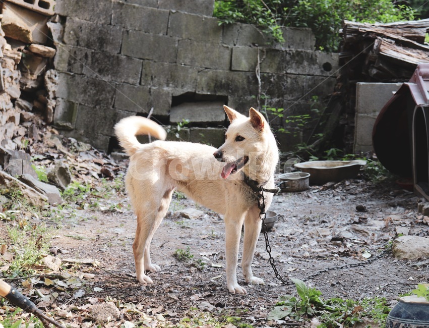 개,강아지,시골강아지,시골개,시골,동물,animal,포유류,mammal,개,강아지,dog,doggy