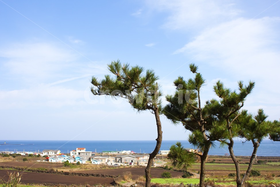 plant,식물,tree,나무,outdoors,옥외,바다,하늘,마을,작은마을,구름