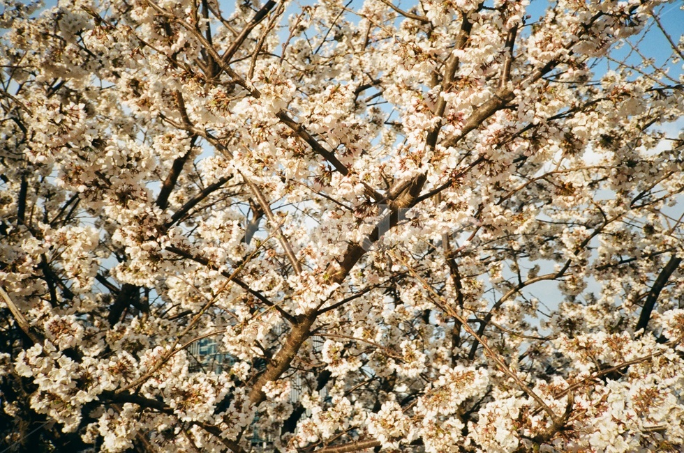 꽃,봄,flower,봄꽃,필름,4월,봄,계절,spring,season,식물,자연,plants,nature,꽃,flower,plant,blossom